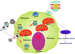 Graphical abstract: Intracellular trafficking of silver nanoparticles and silver ions determined their specific mitotoxicity to the zebrafish cell line