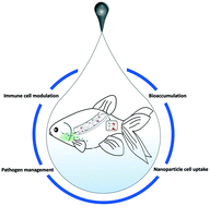 Graphical abstract: Polymer-coated TiO2 nanoparticles bioaccumulate, immunoactivate and suppress pathogenic Mycobacterium chelonae clearance when intravenously injected into goldfish (Carassius auratus L.)