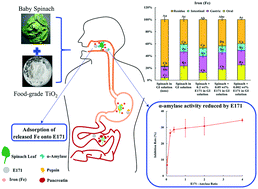 Graphical abstract: Food-grade titanium dioxide particles decrease the bioaccessibility of iron released from spinach leaves in simulated human gastrointestinal tract