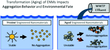 Graphical abstract: Comparing the fate of pristine and wastewater-aged gold nanoparticles in freshwater