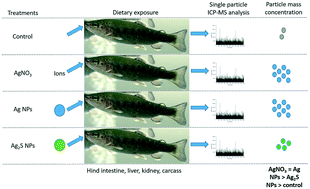 Graphical abstract: Quantification of particulate Ag in rainbow trout organs following dietary exposure to silver nitrate, or two forms of engineered silver nanoparticles