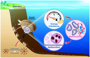 Graphical abstract: Functionalized polystyrene nanoplastic-induced energy homeostasis imbalance and the immunomodulation dysfunction of marine clams (Meretrix meretrix) at environmentally relevant concentrations