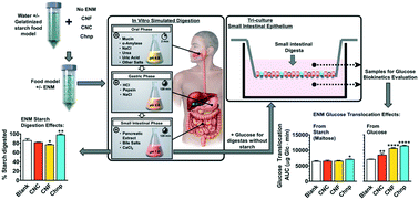 Graphical abstract: Effects of ingested nanocellulose and nanochitosan materials on carbohydrate digestion and absorption in an in vitro small intestinal epithelium model