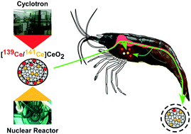 Graphical abstract: Dissolution-based uptake of CeO2 nanoparticles by freshwater shrimp – a dual-radiolabelling study of the fate of anthropogenic cerium in water organisms
