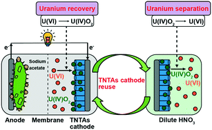 Graphical abstract: Recovery and separation of uranium in a microbial fuel cell using a titanium dioxide nanotube array cathode