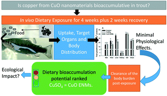 Graphical abstract: Dietary exposure to copper sulphate compared to a copper oxide nanomaterial in rainbow trout: bioaccumulation with minimal physiological effects