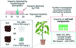 Graphical abstract: Fourier transform infrared spectroscopy contribution to disentangle nanomaterial (DWCNT, TiO2) impacts on tomato plants