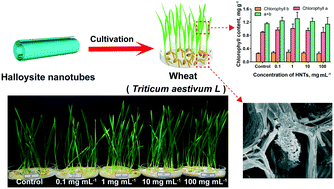Graphical abstract: Phytotoxicity of halloysite nanotubes using wheat as a model: seed germination and growth