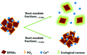 Graphical abstract: Species-dependent eco-corona dictates the aggregation of black phosphorus nanosheets: the role of protein and calcium