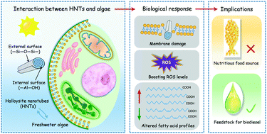 Graphical abstract: Cellular response of freshwater algae to halloysite nanotubes: alteration of oxidative stress and membrane function