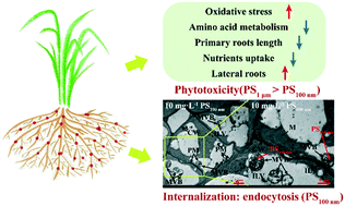 Graphical abstract: Polystyrene microplastic interaction with Oryza sativa: toxicity and metabolic mechanism