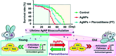 Graphical abstract: Lifetime bioaccumulation of silver nanoparticles accelerates functional aging by inactivating antioxidant pathways, an effect reversed by pterostilbene