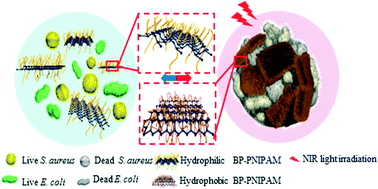 Graphical abstract: Thermo-responsive polymer–black phosphorus nanocomposites for NIR-triggered bacterial capture and elimination