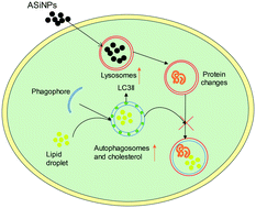 Graphical abstract: Emerging investigator series: long-term exposure of amorphous silica nanoparticles disrupts the lysosomal and cholesterol homeostasis in macrophages