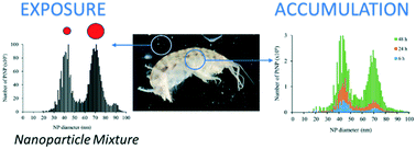 Graphical abstract: Particle size determines the accumulation of platinum nanoparticles in the estuarine amphipod, Leptocheirus plumulosus