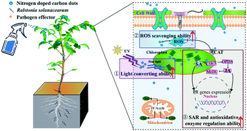 Graphical abstract: Nitrogen-doped carbon dots alleviate the damage from tomato bacterial wilt syndrome: systemic acquired resistance activation and reactive oxygen species scavenging