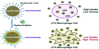 Graphical abstract: Ligand biodegradation-induced surface reconstruction of magnetite nanoparticles: potentially overlooked toxicity