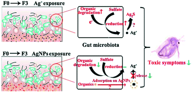 Graphical abstract: Gut-microbial adaptation and transformation of silver nanoparticles mediated the detoxification of Daphnia magna and their offspring