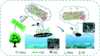 Graphical abstract: Phase-selective cellulose nanofibril-based oil gelling agent for oil spill recovery
