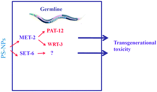Graphical abstract: Increase in germline methyltransferases governing the methylation of histone H3K9 is associated with transgenerational nanoplastic toxicity in Caenorhabditis elegans