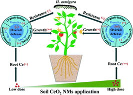 Graphical abstract: Dose-dependent effects of CeO2 nanomaterials on tomato plant chemistry and insect herbivore resistance