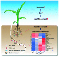 Graphical abstract: Silica nanomaterials and earthworms synergistically regulate maize root metabolite profiles via promoting soil Si bioavailability