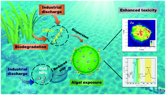 Graphical abstract: Nanocellulose enhances the dispersion and toxicity of ZnO NPs to green algae Eremosphaera viridis