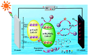 Graphical abstract: Constructing Cu2O/Bi2MoO6 p–n heterojunction towards boosted photo-assisted-electro-Fenton-like synergy degradation of ciprofloxacin