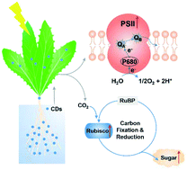 Graphical abstract: Carbon dots can strongly promote photosynthesis in lettuce (Lactuca sativa L.)