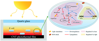Graphical abstract: Mechanisms of Escherichia coli inactivation during solar-driven photothermal disinfection