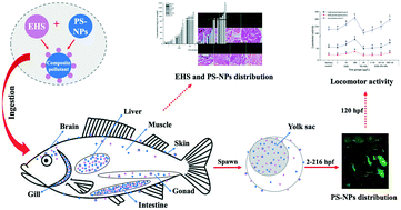 Graphical abstract: Effects of polystyrene nanoplastics on the bioaccumulation, distribution and parental transfer of ethylhexyl salicylate