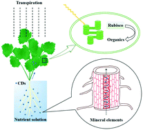 Graphical abstract: Carbon dots improve the nutritional quality of coriander (Coriandrum sativum L.) by promoting photosynthesis and nutrient uptake