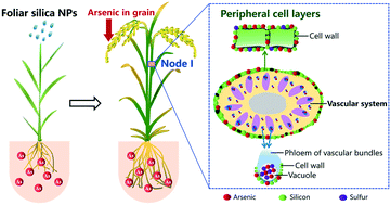 Graphical abstract: Foliar application of silica nanoparticles alleviates arsenic accumulation in rice grain: co-localization of silicon and arsenic in nodes
