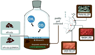 Graphical abstract: Fe3O4 nanoparticles affect paddy soil microbial-driven carbon and nitrogen processes: roles of surface coating and soil types