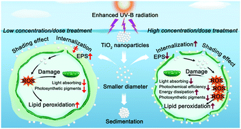 Graphical abstract: UV-B radiation enhances the toxicity of TiO2 nanoparticles to the marine microalga Chlorella pyrenoidosa by disrupting the protection function of extracellular polymeric substances