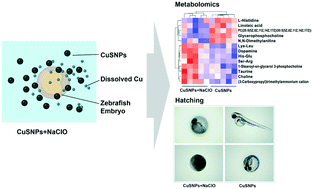 Graphical abstract: Aggravated toxicity of copper sulfide nanoparticles via hypochlorite-induced nanoparticle dissolution