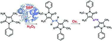 Graphical abstract: Biocatalytic oligomerization of azoles; experimental and computational studies