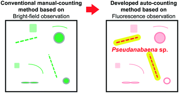 Graphical abstract: A facile technique for automatically counting odor-producing algae (Pseudanabaena sp.) in drinking water sources