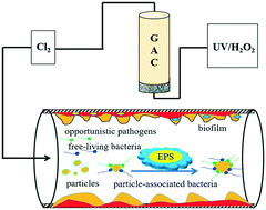 Graphical abstract: Effects of GAC and UV/H2O2-GAC filtration on the bacterial community and opportunistic pathogens in simulated drinking water systems