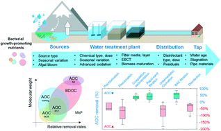 Graphical abstract: Occurrences and changes in bacterial growth-promoting nutrients in drinking water from source to tap: a review