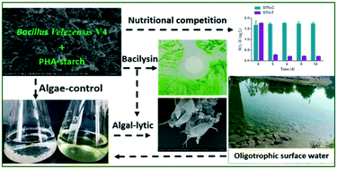 Graphical abstract: Algae control in oligotrophic surface water under the joint effect of nutritional competition and microbial algae-lytic substances