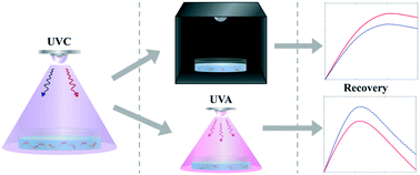 Graphical abstract: Evaluation of parameters governing dark and photo-repair in UVC-irradiated Escherichia coli