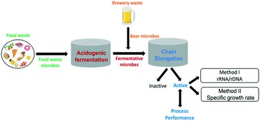 Graphical abstract: Fate of influent microbial populations during medium chain carboxylic acid recovery from brewery and pre-fermented food waste streams