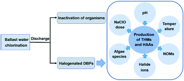 Graphical abstract: Formation of halogenated disinfection by-products during ballast water chlorination