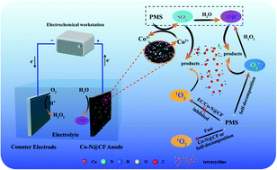 Graphical abstract: Characteristics and mechanism of electrochemical peroxymonosulfate activation by a Co–N@CF anode for pollutant removal