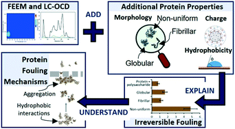 Graphical abstract: Considerations of the limitations of commonly applied characterisation methods in understanding protein-driven irreversible fouling