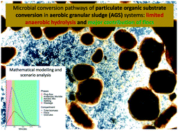 Graphical abstract: Microbial conversion pathways of particulate organic substrate conversion in aerobic granular sludge systems: limited anaerobic conversion and the essential role of flocs