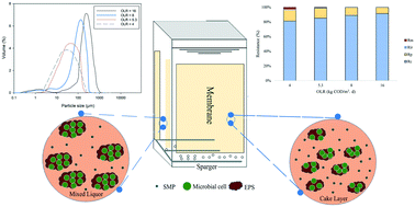 Graphical abstract: The application of membrane sequencing batch reactors in high rate activated sludge processes: the effect of the organic loading rate on the bioflocculation and fouling phenomenon