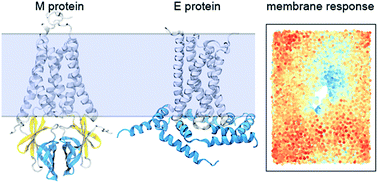 Graphical abstract: Molecular interactions of the M and E integral membrane proteins of SARS-CoV-2