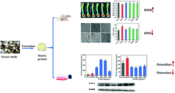 Graphical abstract: Extraction and characterization of matrix protein from pacific oyster (Crassostrea gigs) shell and its anti-osteoporosis properties in vitro and in vivo